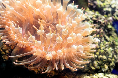 水族馆里美丽的珊瑚图片