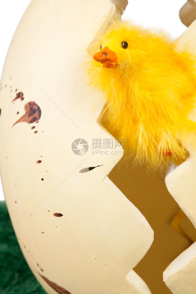 好奇的黄色复活节小鸡从裂开的复活节彩蛋的两半之间探出头来图片