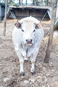 意大利农场上的白牛图片