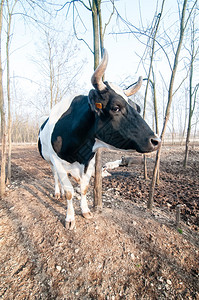 意大利农场的公牛图片