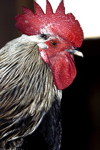 公鸡或公鸡的轮廓带有红色梳子特写图片