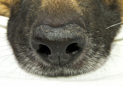 狗鼻子图片