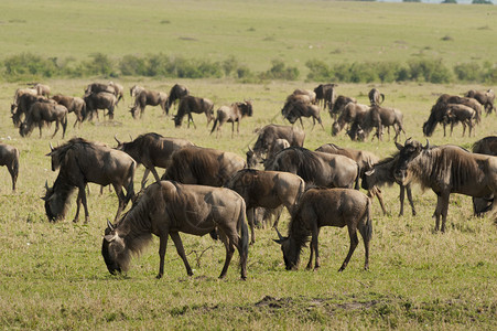 肯尼亚MasaiMara公园图片