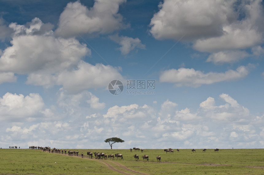 肯尼亚MasaiMara公园图片