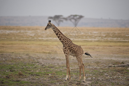 Giraffe站在肯尼亚安博图片