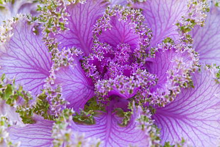 紫色装饰卷心菜图片