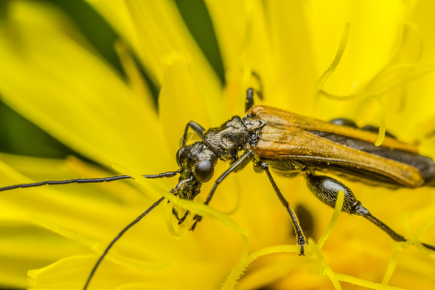 水疱甲虫是甲虫科的甲虫图片
