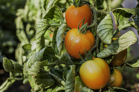 植物上的一束红番茄鲜艳的色彩图片