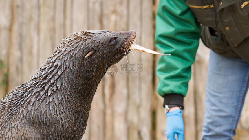 食鱼的南美海狮Otarariaflave图片