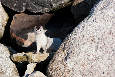 白色小黄鼠狼在岩图片