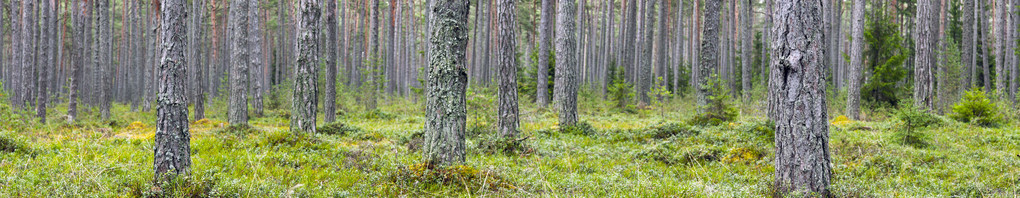 一棵松树林的全景那里的大地因植图片