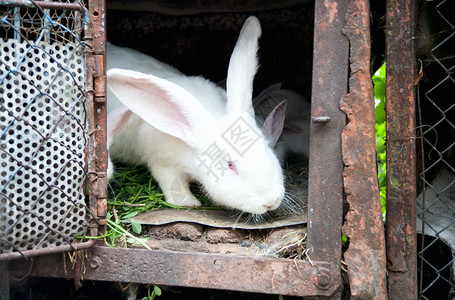 笼子里的一只白色毛茸的小兔子图片