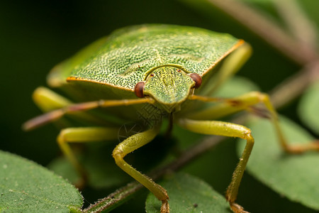 绿盾虫从植物中吸取汁液的宏观照片图片