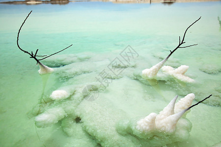 以色列死海浅水区一棵死树的一部分图片