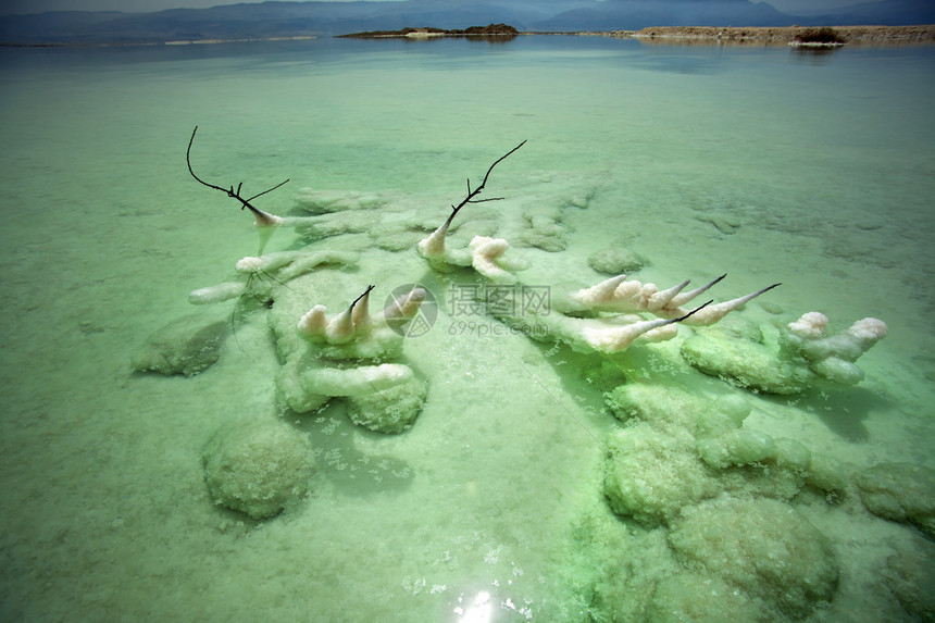 以色列死海浅水区的一棵死树图片