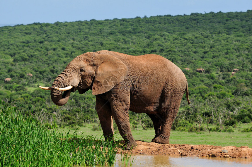 南非阿多大象公园HarpoorDamHarpoor大图片