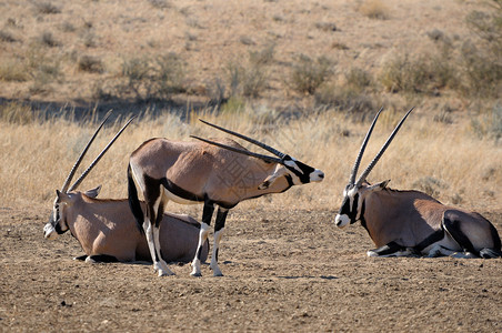 南非Kgalagadi跨界公园的OryxGe图片