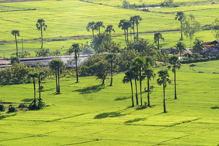 泰国清迈棕榈林绿稻田图片