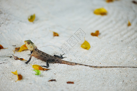沙子上的野生蜥蜴特写图片