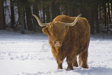 苏格兰高地牛群图片