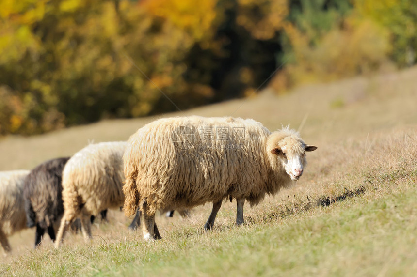 秋天田野上的绵羊图片