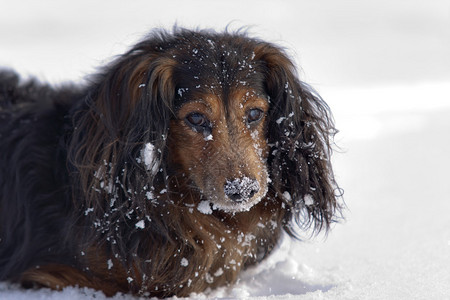 Dachshund在冬天图片