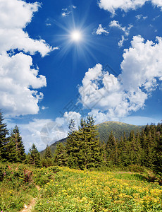 山林中黄花的夏日风景图片