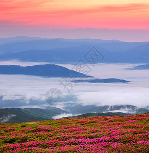 雾与红花山中的晨景图片