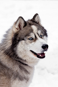 西伯利亚哈士奇犬图片