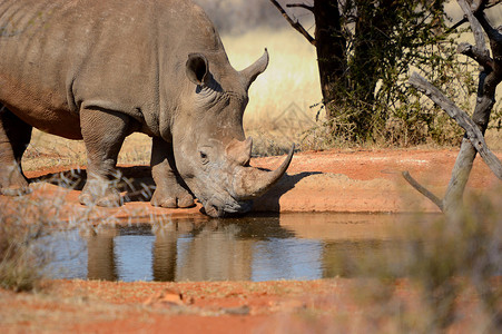 白犀牛与大角饮用水图片