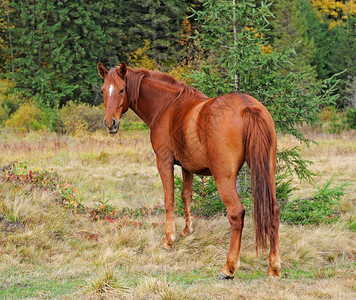 在牧场吃草的年轻种马背景图片