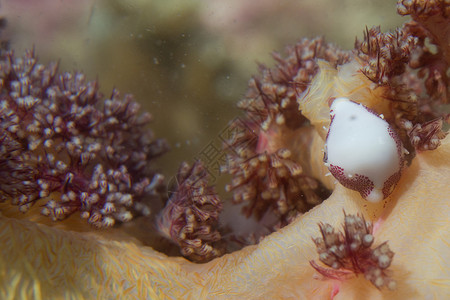 在菲律宾宿务软珊瑚上一只色图片