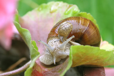 小的花园蜗牛在叶图片