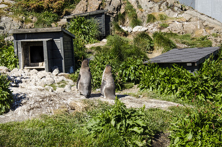 自然界最忠诚的恋人麦哲伦企鹅斯芬尼斯克马图片