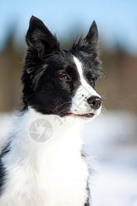 边境牧羊犬肖像图片