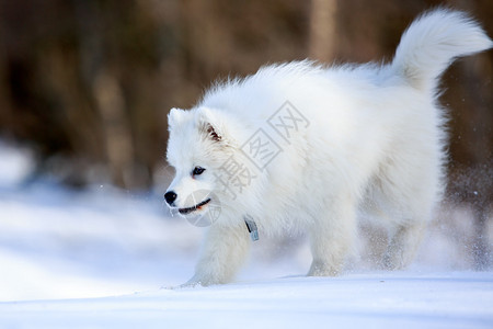 萨摩耶小狗在冬天高清图片