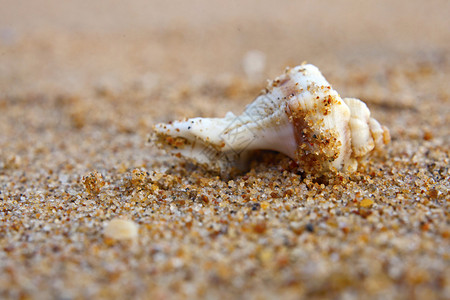 美丽的白海和沙滩背景上的海浪贝壳图片