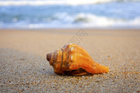 海螺壳与海浪背景图片