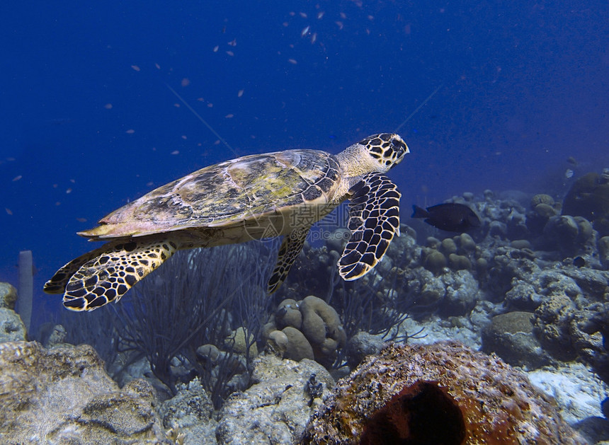 热带珊瑚礁上的鹰标海龟Hawksbi图片