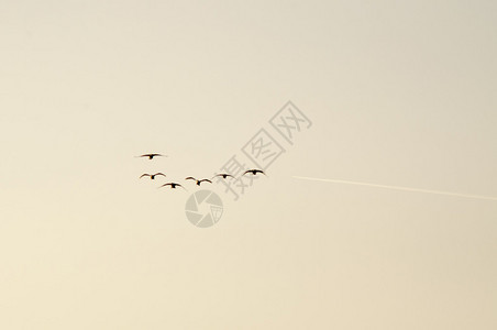 鹅在天空迁徙的图像图片