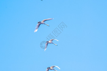 鹅在天空迁徙的图像图片
