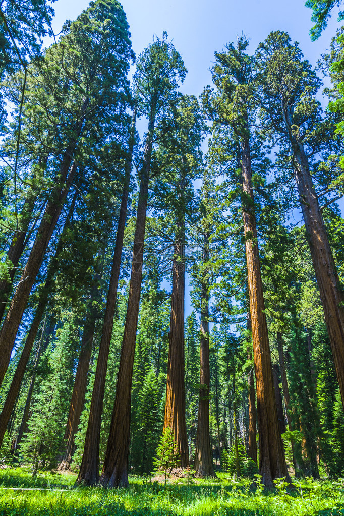 红杉在森林里的树图片