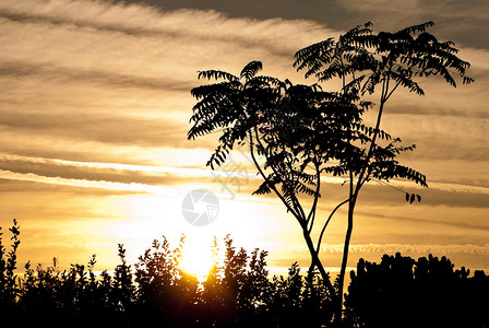 日落景观中的树siluette图片
