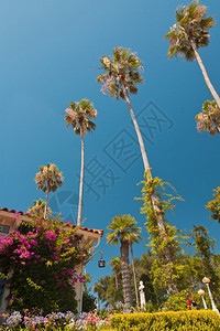 美丽的花园有棕榈树和蓝天下图片