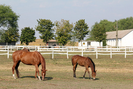 马和驹在畜栏农场景图片