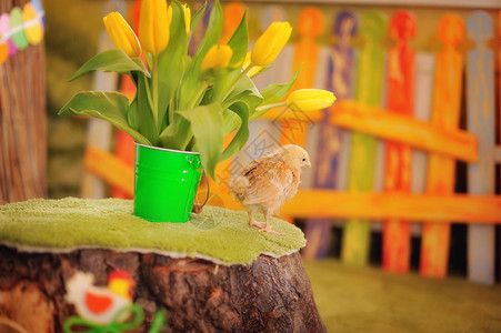 绿色背景上的黄色鸡和一束郁金香图片