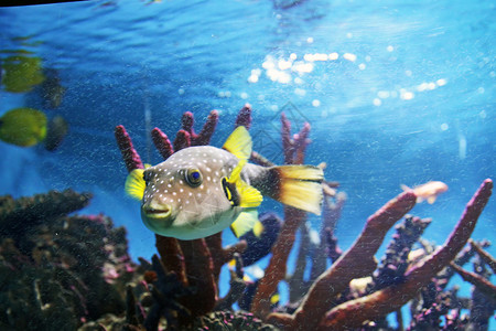 海底生物珊瑚礁图片