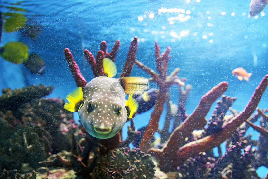 海底生物珊瑚礁图片