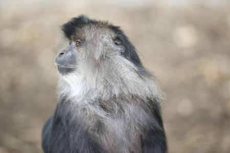 猕猴注意动物园游客的手部动作背景图片