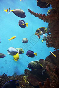 海底世界有珊瑚礁和多图片